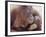 Orangutans in Captivity, Sandakan, Soabah, and Malasia, Town in Br. North Borneo-Co Rentmeester-Framed Photographic Print