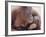 Orangutans in Captivity, Sandakan, Soabah, and Malasia, Town in Br. North Borneo-Co Rentmeester-Framed Photographic Print