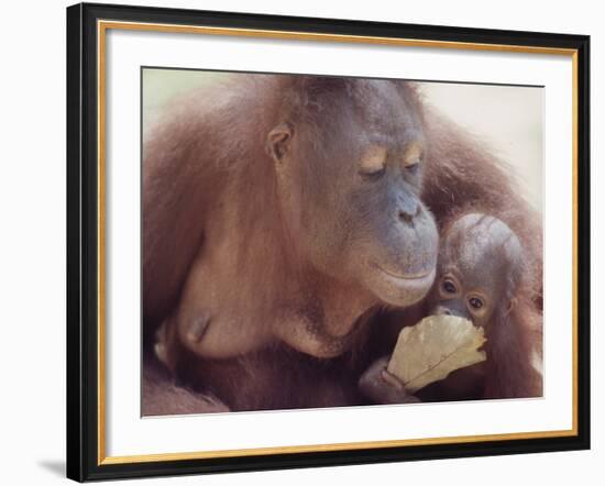 Orangutans in Captivity, Sandakan, Soabah, and Malasia, Town in Br. North Borneo-Co Rentmeester-Framed Photographic Print