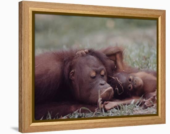 Orangutans in Captivity, Sandakan, Soabah, and Malasia, Town in Br. North Borneo-Co Rentmeester-Framed Premier Image Canvas