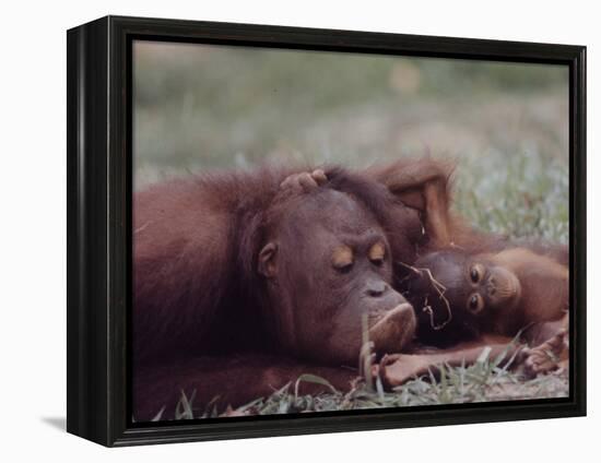 Orangutans in Captivity, Sandakan, Soabah, and Malasia, Town in Br. North Borneo-Co Rentmeester-Framed Premier Image Canvas