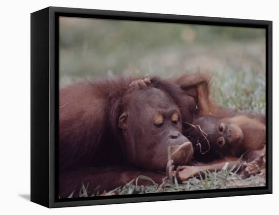 Orangutans in Captivity, Sandakan, Soabah, and Malasia, Town in Br. North Borneo-Co Rentmeester-Framed Premier Image Canvas