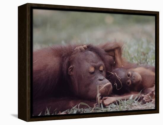 Orangutans in Captivity, Sandakan, Soabah, and Malasia, Town in Br. North Borneo-Co Rentmeester-Framed Premier Image Canvas