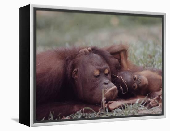 Orangutans in Captivity, Sandakan, Soabah, and Malasia, Town in Br. North Borneo-Co Rentmeester-Framed Premier Image Canvas