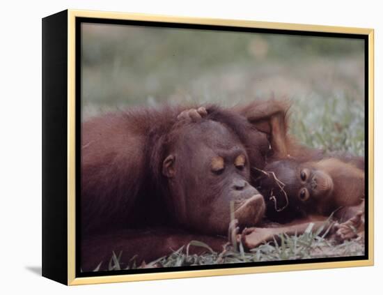 Orangutans in Captivity, Sandakan, Soabah, and Malasia, Town in Br. North Borneo-Co Rentmeester-Framed Premier Image Canvas