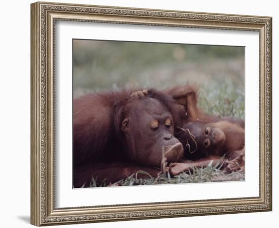 Orangutans in Captivity, Sandakan, Soabah, and Malasia, Town in Br. North Borneo-Co Rentmeester-Framed Photographic Print