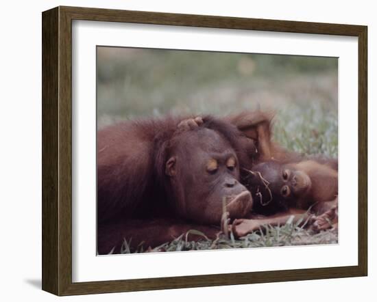 Orangutans in Captivity, Sandakan, Soabah, and Malasia, Town in Br. North Borneo-Co Rentmeester-Framed Photographic Print