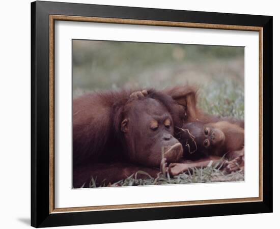 Orangutans in Captivity, Sandakan, Soabah, and Malasia, Town in Br. North Borneo-Co Rentmeester-Framed Photographic Print