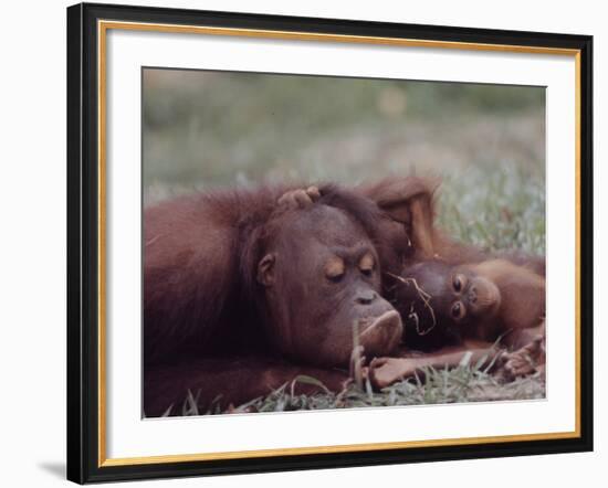 Orangutans in Captivity, Sandakan, Soabah, and Malasia, Town in Br. North Borneo-Co Rentmeester-Framed Photographic Print