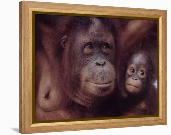 Orangutans in Captivity, Sandakan, Soabah, and Malasia, Town in Br. North Borneo-Co Rentmeester-Framed Premier Image Canvas