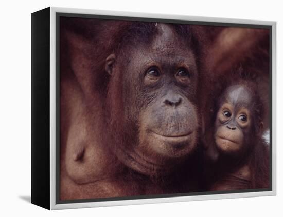 Orangutans in Captivity, Sandakan, Soabah, and Malasia, Town in Br. North Borneo-Co Rentmeester-Framed Premier Image Canvas