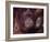 Orangutans in Captivity, Sandakan, Soabah, and Malasia, Town in Br. North Borneo-Co Rentmeester-Framed Photographic Print