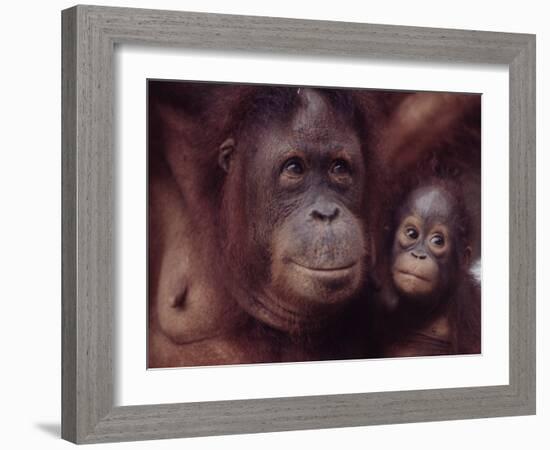 Orangutans in Captivity, Sandakan, Soabah, and Malasia, Town in Br. North Borneo-Co Rentmeester-Framed Photographic Print