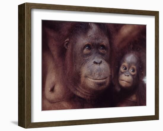 Orangutans in Captivity, Sandakan, Soabah, and Malasia, Town in Br. North Borneo-Co Rentmeester-Framed Photographic Print