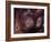 Orangutans in Captivity, Sandakan, Soabah, and Malasia, Town in Br. North Borneo-Co Rentmeester-Framed Photographic Print