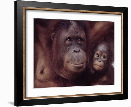 Orangutans in Captivity, Sandakan, Soabah, and Malasia, Town in Br. North Borneo-Co Rentmeester-Framed Photographic Print