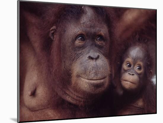 Orangutans in Captivity, Sandakan, Soabah, and Malasia, Town in Br. North Borneo-Co Rentmeester-Mounted Photographic Print