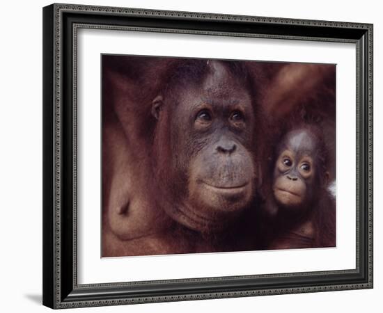 Orangutans in Captivity, Sandakan, Soabah, and Malasia, Town in Br. North Borneo-Co Rentmeester-Framed Photographic Print