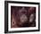 Orangutans in Captivity, Sandakan, Soabah, and Malasia, Town in Br. North Borneo-Co Rentmeester-Framed Photographic Print