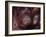 Orangutans in Captivity, Sandakan, Soabah, and Malasia, Town in Br. North Borneo-Co Rentmeester-Framed Photographic Print