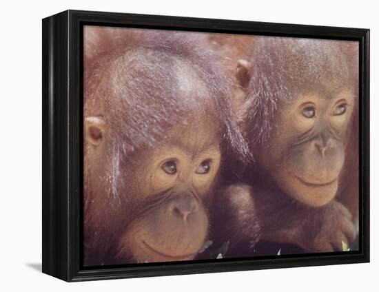 Orangutans in Captivity, Sandakan, Soabah, and Malasia, Town in Br. North Borneo-Co Rentmeester-Framed Premier Image Canvas