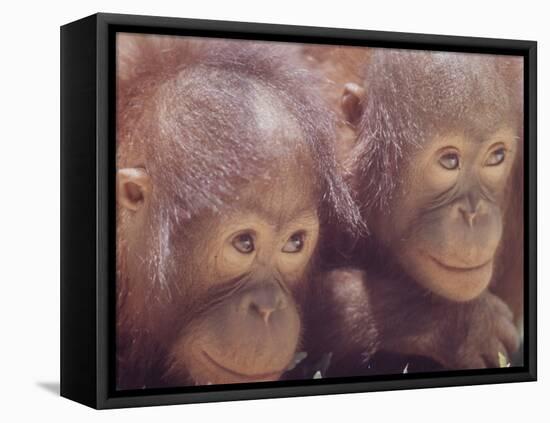 Orangutans in Captivity, Sandakan, Soabah, and Malasia, Town in Br. North Borneo-Co Rentmeester-Framed Premier Image Canvas