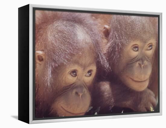 Orangutans in Captivity, Sandakan, Soabah, and Malasia, Town in Br. North Borneo-Co Rentmeester-Framed Premier Image Canvas