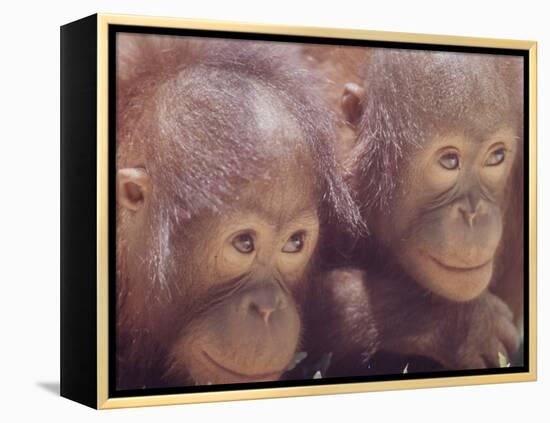 Orangutans in Captivity, Sandakan, Soabah, and Malasia, Town in Br. North Borneo-Co Rentmeester-Framed Premier Image Canvas