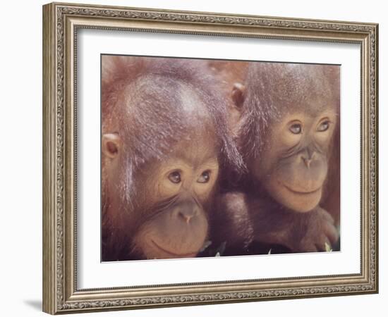 Orangutans in Captivity, Sandakan, Soabah, and Malasia, Town in Br. North Borneo-Co Rentmeester-Framed Photographic Print