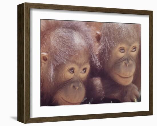 Orangutans in Captivity, Sandakan, Soabah, and Malasia, Town in Br. North Borneo-Co Rentmeester-Framed Photographic Print