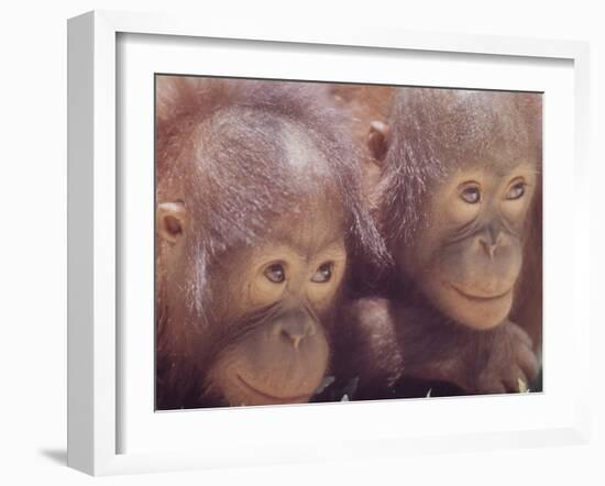 Orangutans in Captivity, Sandakan, Soabah, and Malasia, Town in Br. North Borneo-Co Rentmeester-Framed Photographic Print