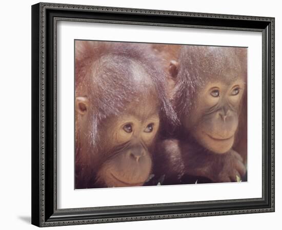 Orangutans in Captivity, Sandakan, Soabah, and Malasia, Town in Br. North Borneo-Co Rentmeester-Framed Photographic Print