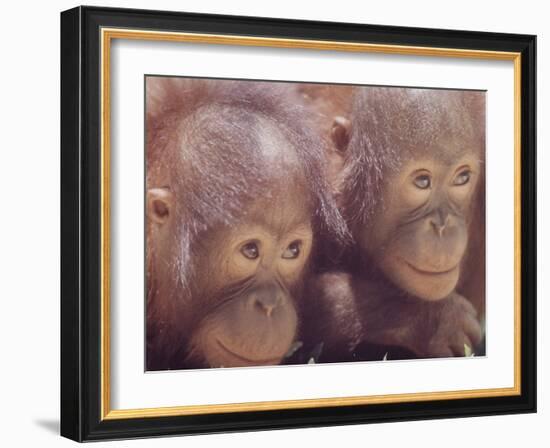 Orangutans in Captivity, Sandakan, Soabah, and Malasia, Town in Br. North Borneo-Co Rentmeester-Framed Photographic Print