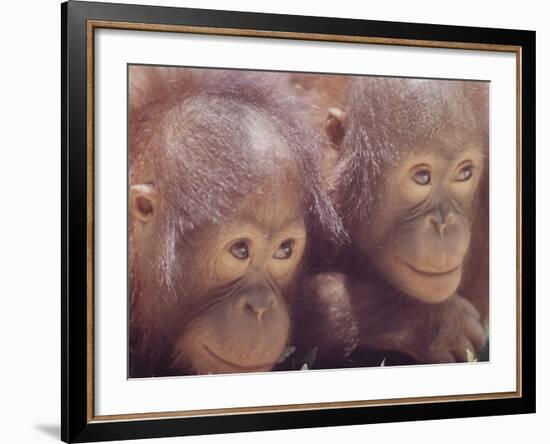 Orangutans in Captivity, Sandakan, Soabah, and Malasia, Town in Br. North Borneo-Co Rentmeester-Framed Photographic Print