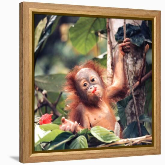 Orangutans in Captivity, Sandakan, Soabah, and Malasia, Town in Br. North Borneo-Co Rentmeester-Framed Premier Image Canvas