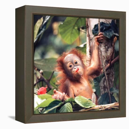 Orangutans in Captivity, Sandakan, Soabah, and Malasia, Town in Br. North Borneo-Co Rentmeester-Framed Premier Image Canvas