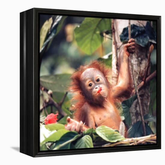 Orangutans in Captivity, Sandakan, Soabah, and Malasia, Town in Br. North Borneo-Co Rentmeester-Framed Premier Image Canvas