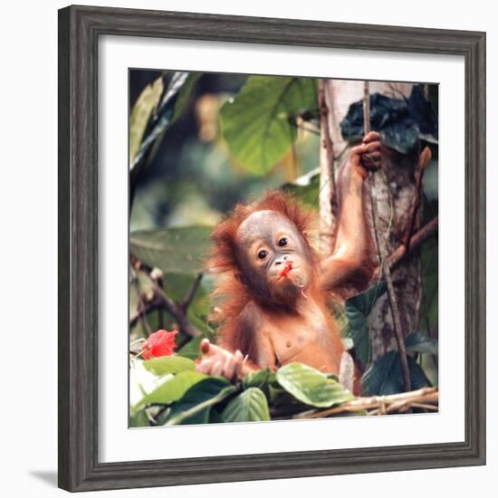 Orangutans in Captivity, Sandakan, Soabah, and Malasia, Town in Br. North Borneo-Co Rentmeester-Framed Photographic Print