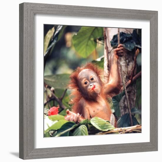 Orangutans in Captivity, Sandakan, Soabah, and Malasia, Town in Br. North Borneo-Co Rentmeester-Framed Photographic Print