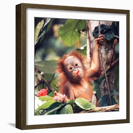 Orangutans in Captivity, Sandakan, Soabah, and Malasia, Town in Br. North Borneo-Co Rentmeester-Framed Photographic Print