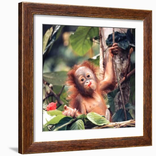 Orangutans in Captivity, Sandakan, Soabah, and Malasia, Town in Br. North Borneo-Co Rentmeester-Framed Photographic Print