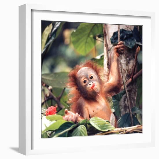 Orangutans in Captivity, Sandakan, Soabah, and Malasia, Town in Br. North Borneo-Co Rentmeester-Framed Photographic Print