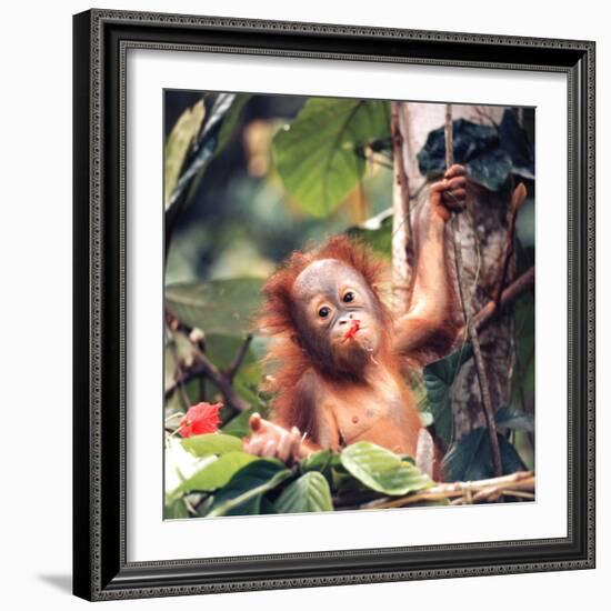 Orangutans in Captivity, Sandakan, Soabah, and Malasia, Town in Br. North Borneo-Co Rentmeester-Framed Photographic Print