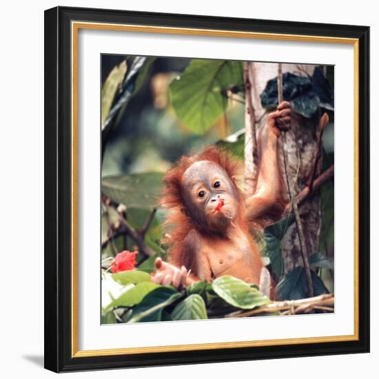 Orangutans in Captivity, Sandakan, Soabah, and Malasia, Town in Br. North Borneo-Co Rentmeester-Framed Photographic Print