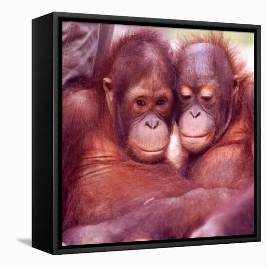 Orangutans in Captivity, Sandakan, Soabah, and Malasia, Town in Br. North Borneo-Co Rentmeester-Framed Premier Image Canvas