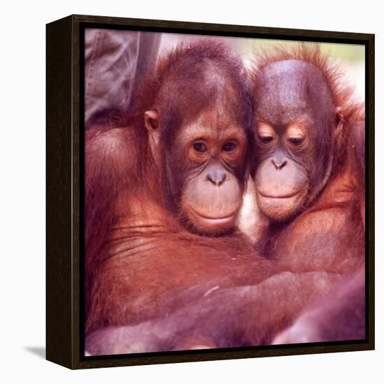 Orangutans in Captivity, Sandakan, Soabah, and Malasia, Town in Br. North Borneo-Co Rentmeester-Framed Premier Image Canvas