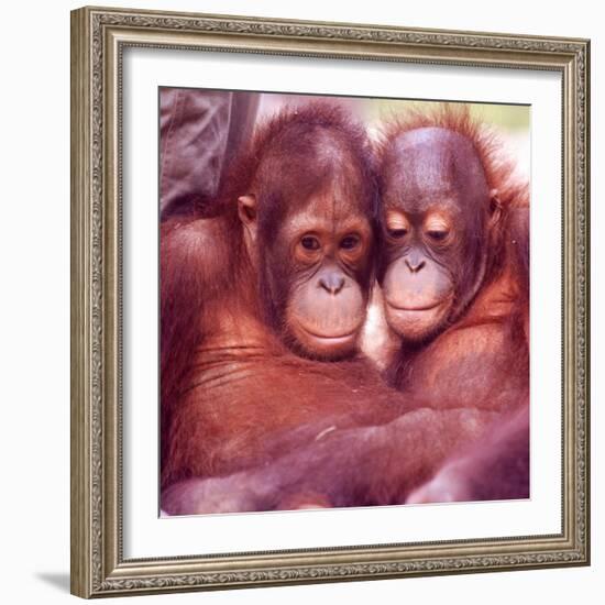 Orangutans in Captivity, Sandakan, Soabah, and Malasia, Town in Br. North Borneo-Co Rentmeester-Framed Photographic Print