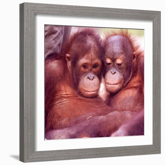 Orangutans in Captivity, Sandakan, Soabah, and Malasia, Town in Br. North Borneo-Co Rentmeester-Framed Photographic Print