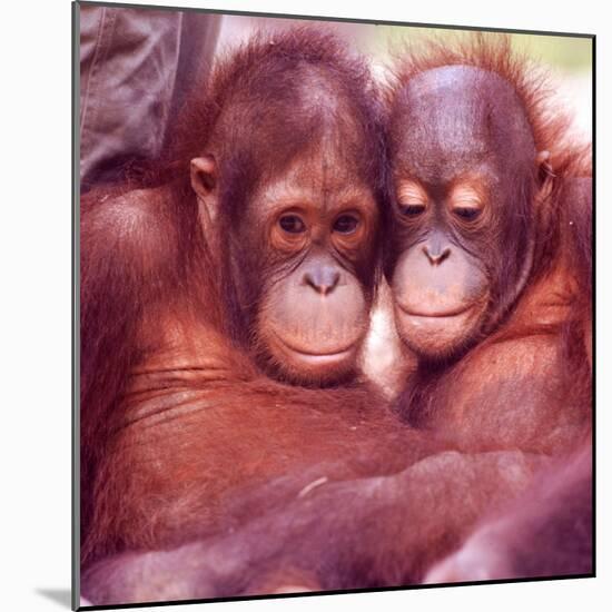 Orangutans in Captivity, Sandakan, Soabah, and Malasia, Town in Br. North Borneo-Co Rentmeester-Mounted Photographic Print