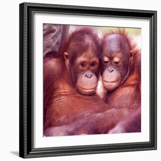 Orangutans in Captivity, Sandakan, Soabah, and Malasia, Town in Br. North Borneo-Co Rentmeester-Framed Photographic Print